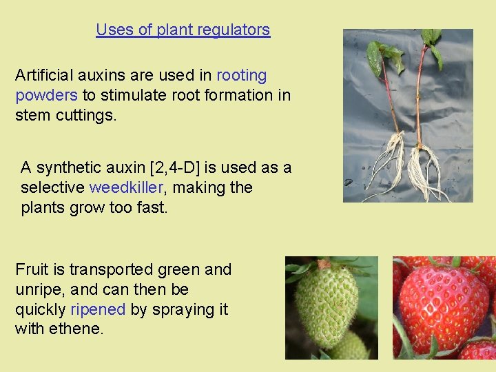 Uses of plant regulators Artificial auxins are used in rooting powders to stimulate root