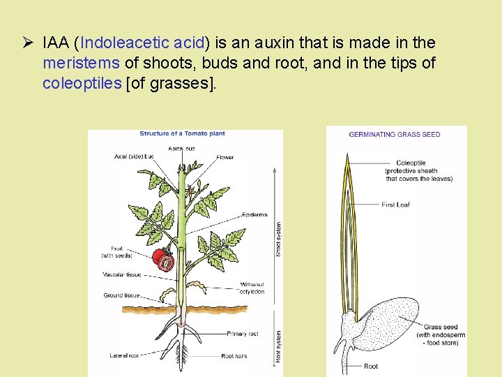 Ø IAA (Indoleacetic acid) is an auxin that is made in the meristems of