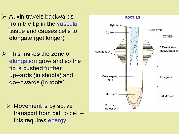 Ø Auxin travels backwards from the tip in the vascular tissue and causes cells