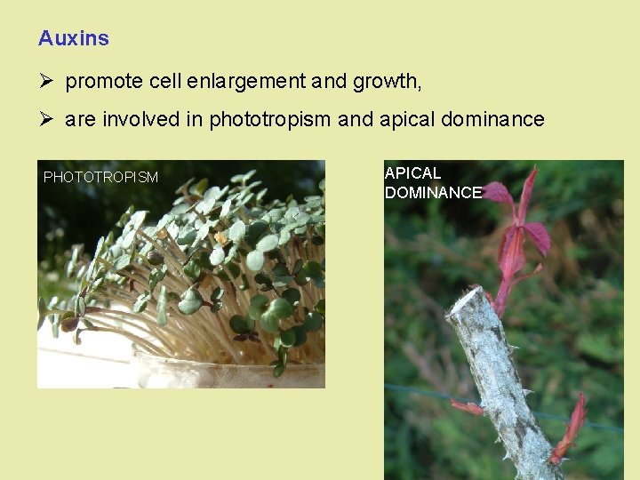 Auxins Ø promote cell enlargement and growth, Ø are involved in phototropism and apical