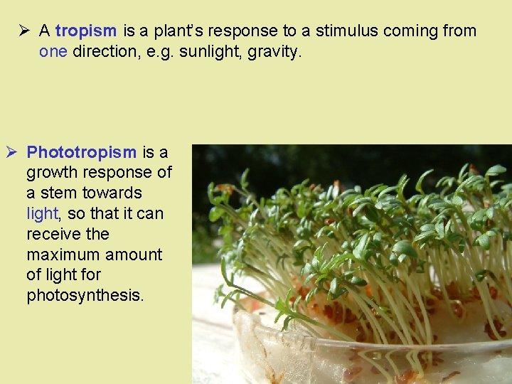 Ø A tropism is a plant’s response to a stimulus coming from one direction,