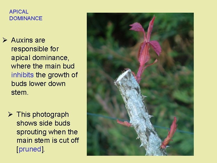 APICAL DOMINANCE Ø Auxins are responsible for apical dominance, where the main bud inhibits