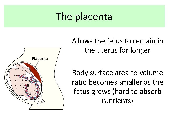 The placenta Allows the fetus to remain in the uterus for longer Body surface