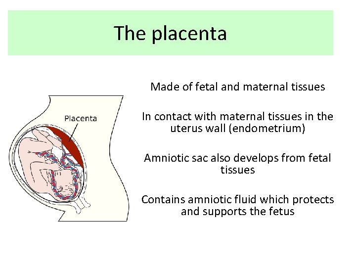 The placenta Made of fetal and maternal tissues In contact with maternal tissues in