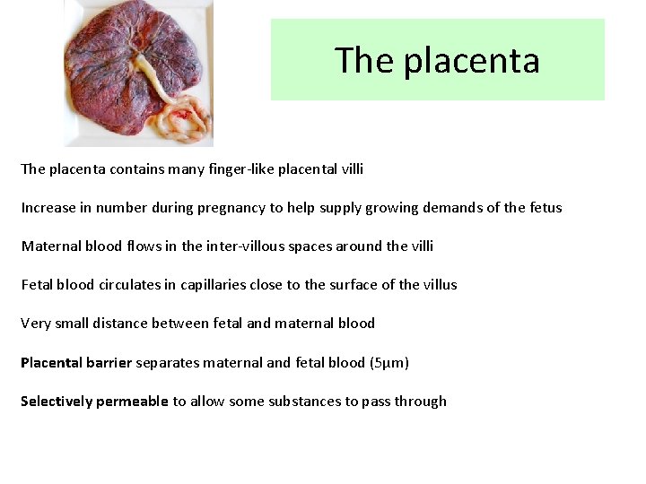 The placenta contains many finger-like placental villi Increase in number during pregnancy to help