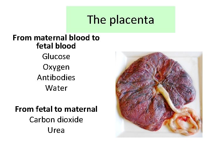 Implantation and Placenta Describe the stages between fertilisation