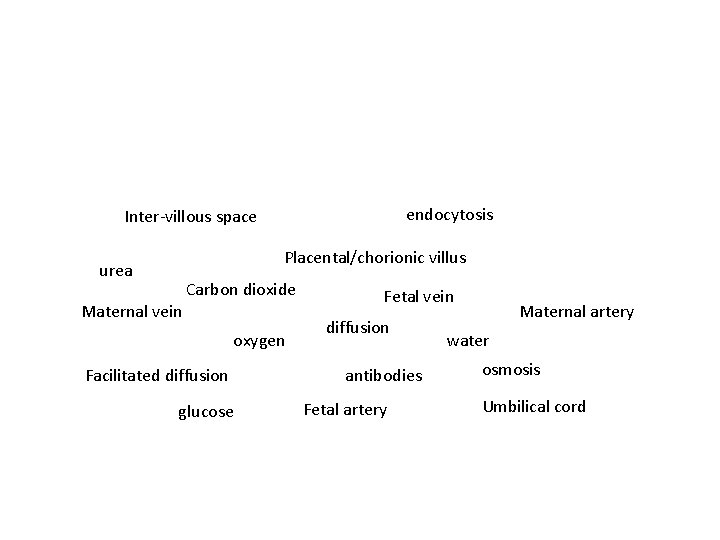 endocytosis Inter-villous space Placental/chorionic villus urea Carbon dioxide Maternal vein oxygen Facilitated diffusion glucose