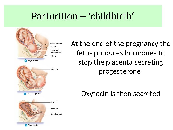 Parturition – ‘childbirth’ At the end of the pregnancy the fetus produces hormones to