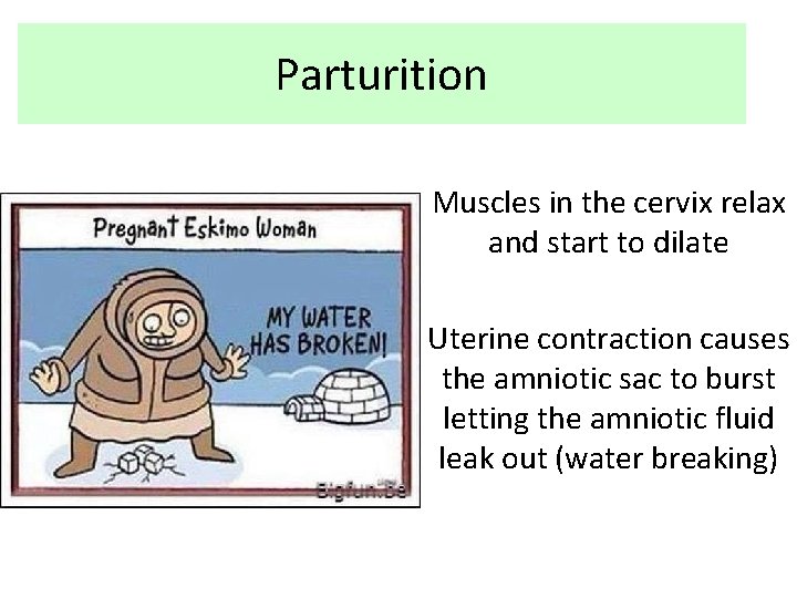 Parturition Muscles in the cervix relax and start to dilate Uterine contraction causes the