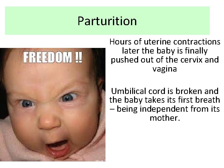 Parturition Hours of uterine contractions later the baby is finally pushed out of the