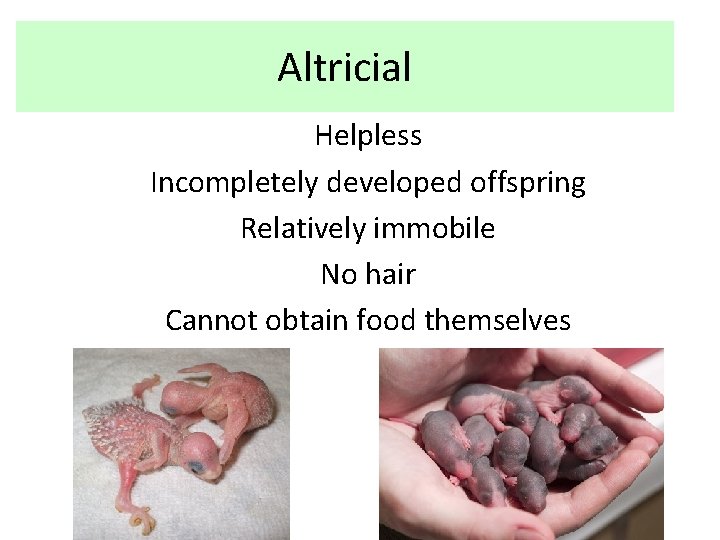 Altricial Helpless Incompletely developed offspring Relatively immobile No hair Cannot obtain food themselves 