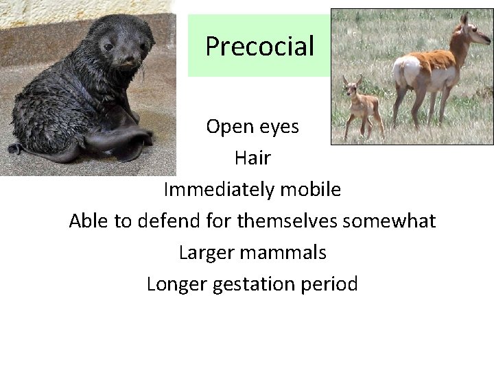 Precocial Open eyes Hair Immediately mobile Able to defend for themselves somewhat Larger mammals