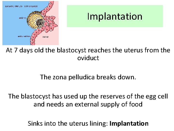 Implantation At 7 days old the blastocyst reaches the uterus from the oviduct The