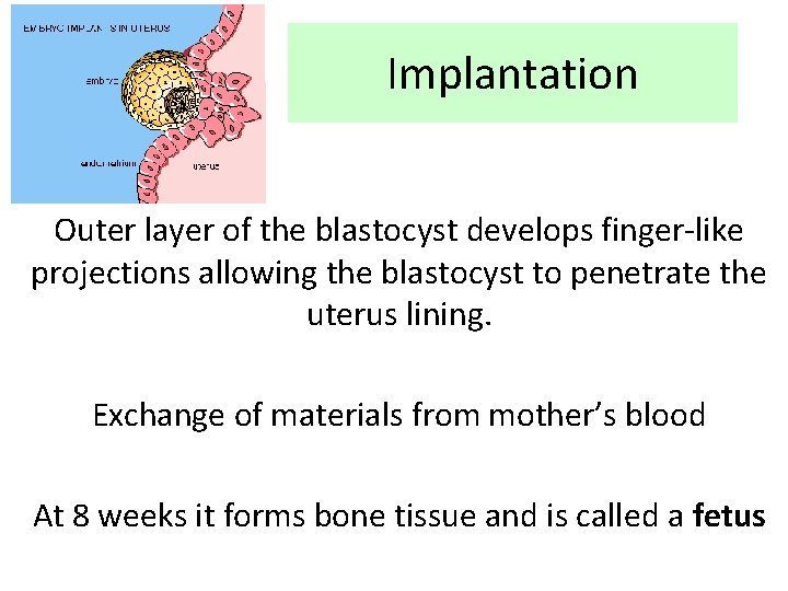 Implantation Outer layer of the blastocyst develops finger-like projections allowing the blastocyst to penetrate