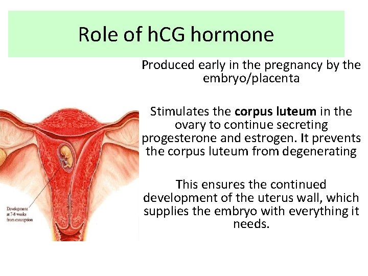 Role of h. CG hormone Produced early in the pregnancy by the embryo/placenta Stimulates