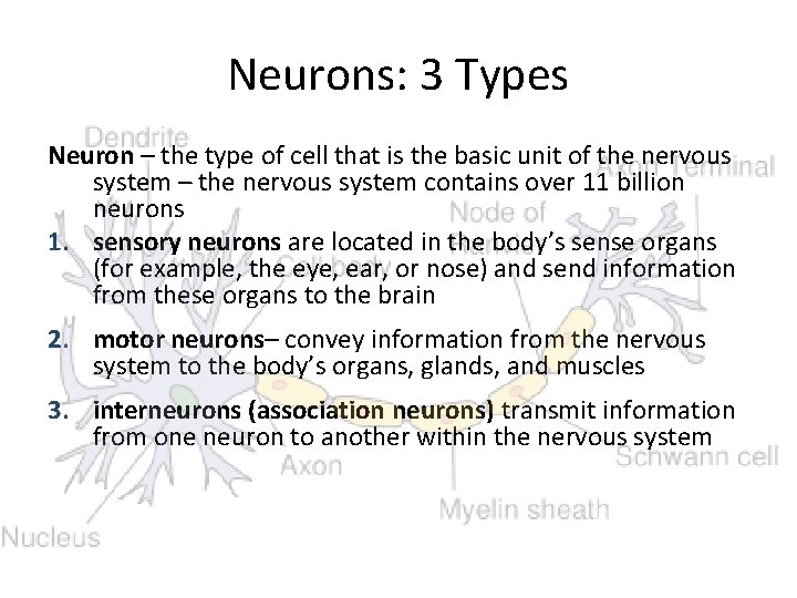 Neurons: 3 Types Neuron – the type of cell that is the basic unit