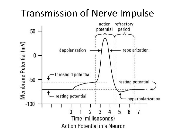 Transmission of Nerve Impulse 