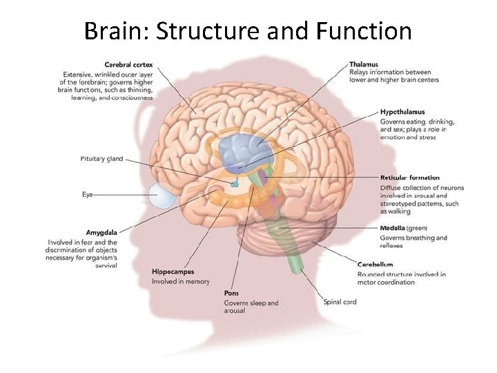 Brain: Structure and Function 