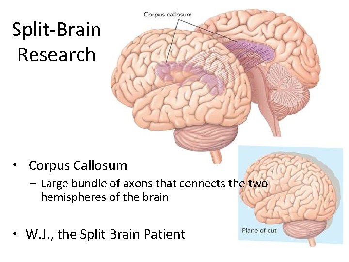 Split-Brain Research • Corpus Callosum – Large bundle of axons that connects the two