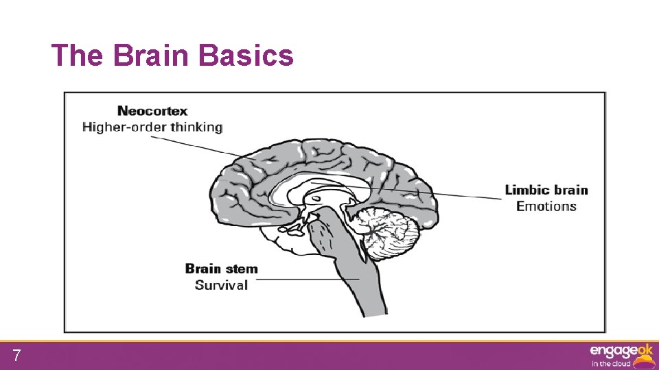 The Brain Basics 7 