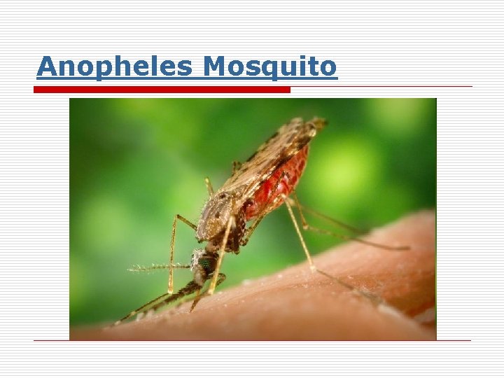 Anopheles Mosquito 