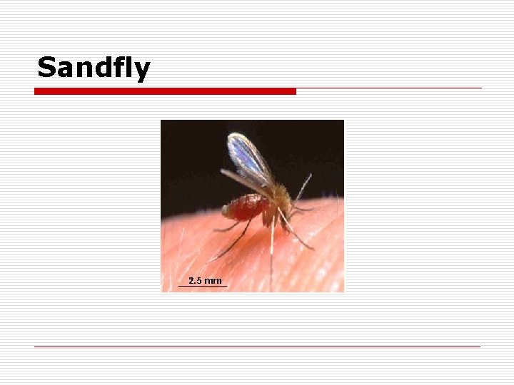 Sandfly 