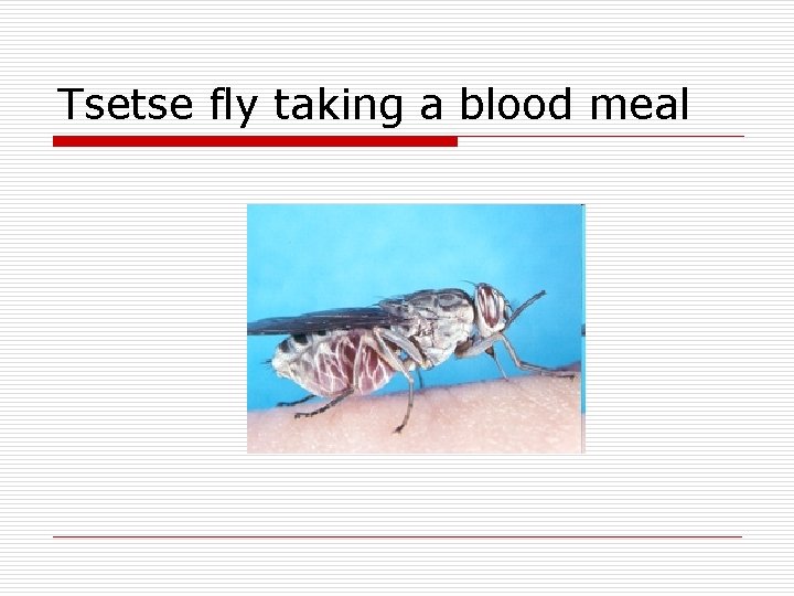 Tsetse fly taking a blood meal 