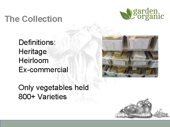 The Collection Definitions: Heritage Heirloom Ex-commercial Only vegetables held 800+ Varieties 