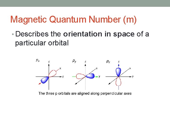 Magnetic Quantum Number (m) • Describes the orientation in space of a particular orbital