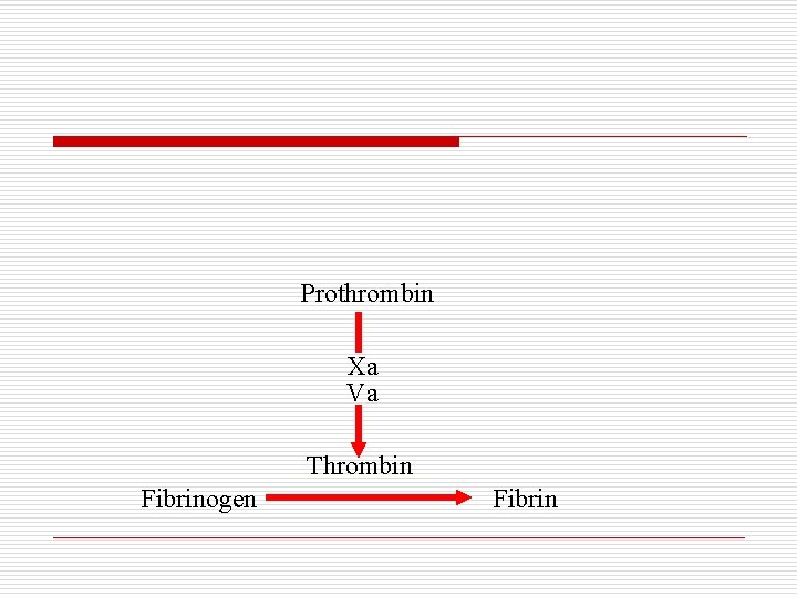 Prothrombin Xa Va Thrombin Fibrinogen Fibrin 