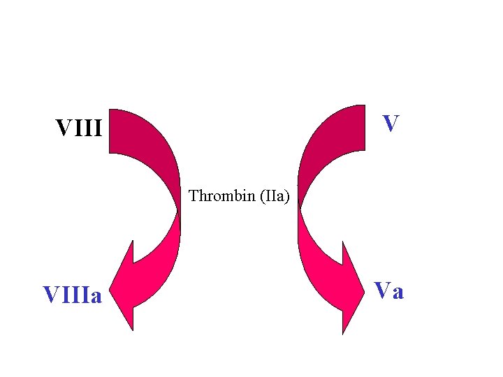 V VIII Thrombin (IIa) VIIIa Va 