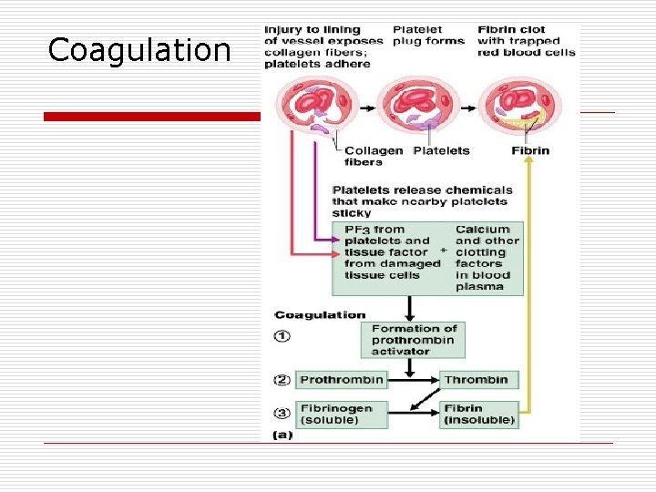 Coagulation 