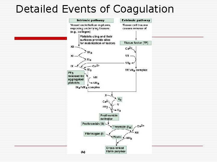 Detailed Events of Coagulation 