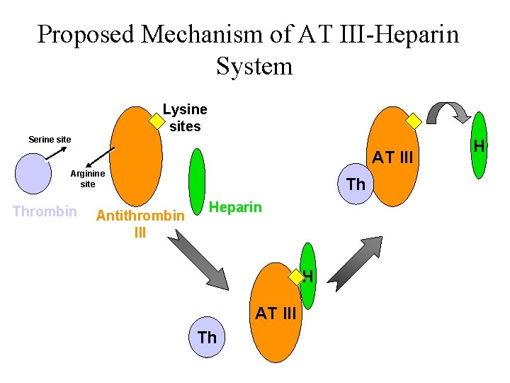 Proposed Mechanism of AT III-Heparin System Lysine sites Serine site AT III Arginine site