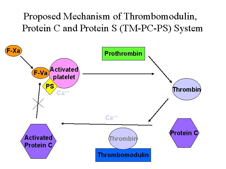 Proposed Mechanism of Thrombomodulin, Protein C and Protein S (TM-PC-PS) System F-Xa Prothrombin F-Va