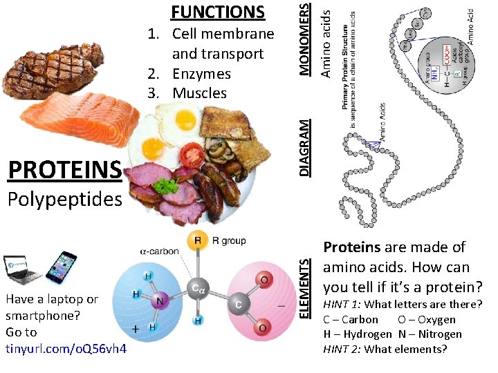 PROTEINS Amino acids MONOMERS 1. Cell membrane and transport 2. Enzymes 3. Muscles DIAGRAM