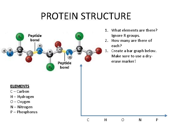PROTEIN STRUCTURE C C C 1. What elements are there? Ignore R groups. 2.