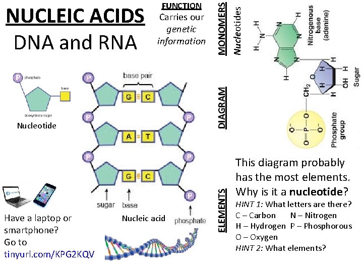Nucleic acid ELEMENTS Nucleotide Have a laptop or smartphone? Go to tinyurl. com/KPG 2