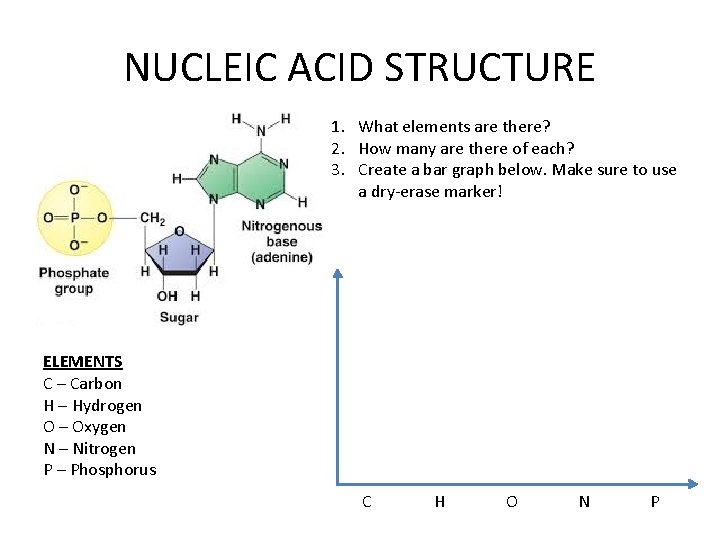 NUCLEIC ACID STRUCTURE 1. What elements are there? 2. How many are there of