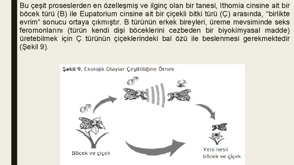 Bu çeşit proseslerden en özelleşmiş ve ilginç olan bir tanesi, Ithomia cinsine ait bir