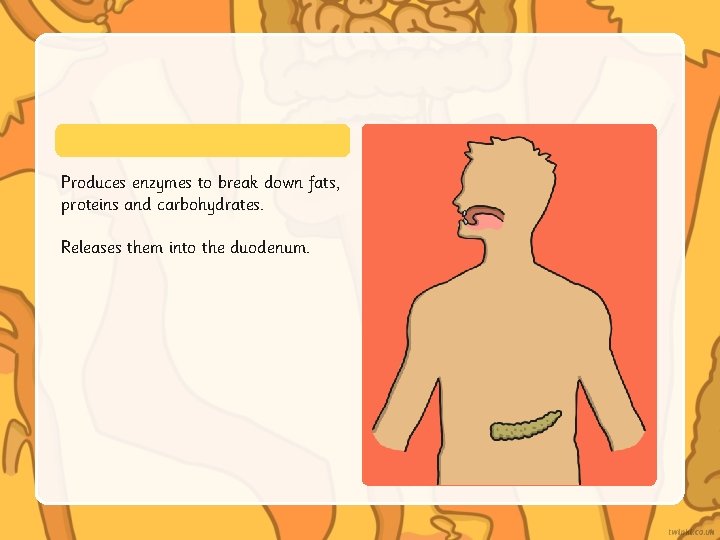 Produces enzymes to break down fats, proteins and carbohydrates. Releases them into the duodenum.