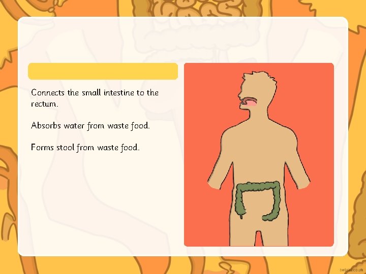 Connects the small intestine to the rectum. Absorbs water from waste food. Forms stool