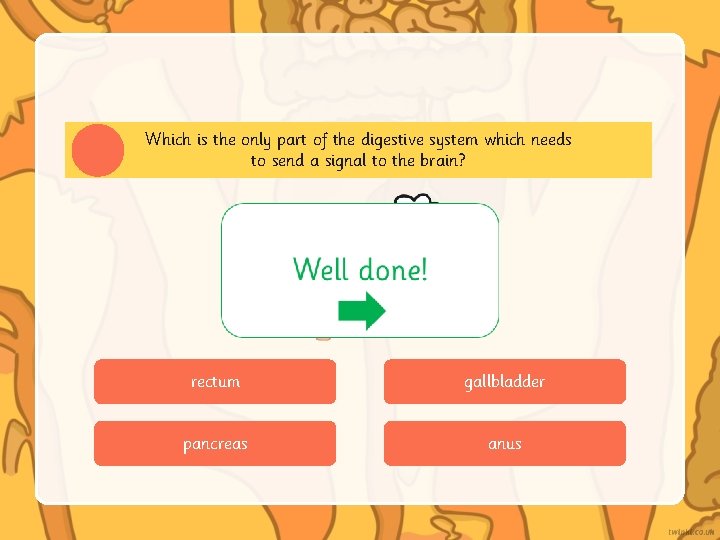 Which is the only part of the digestive system which needs to send a