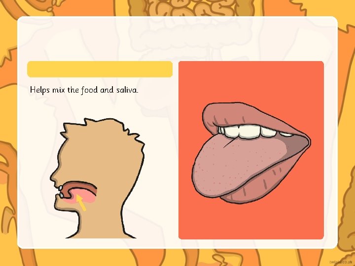 Helps mix the food and saliva. 