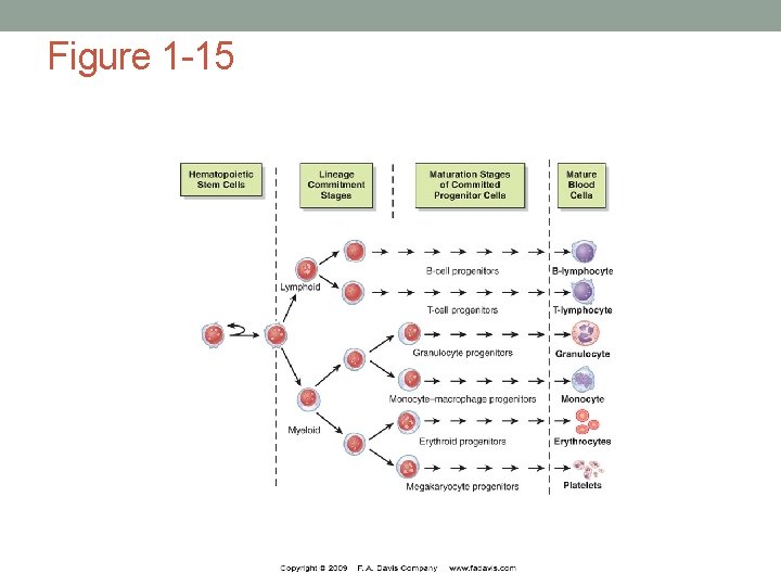 Figure 1 -15 