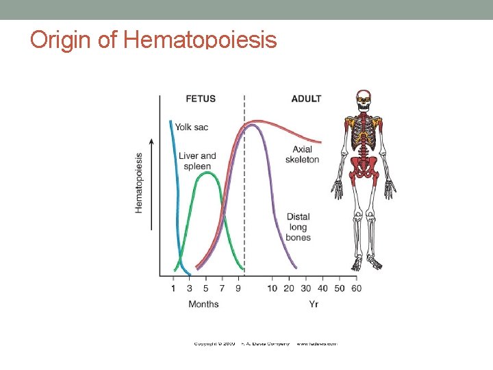 Origin of Hematopoiesis 