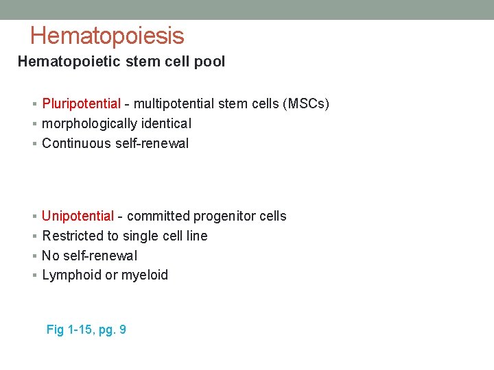 Hematopoiesis Hematopoietic stem cell pool § Pluripotential - multipotential stem cells (MSCs) § morphologically