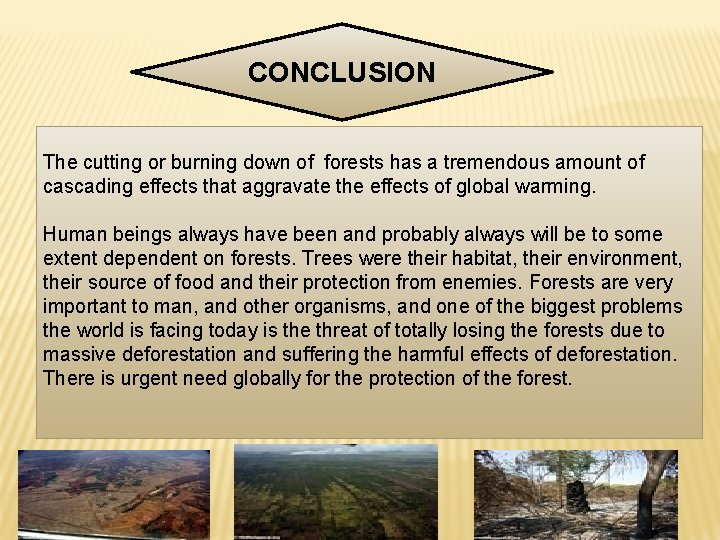 CONCLUSION The cutting or burning down of forests has a tremendous amount of cascading
