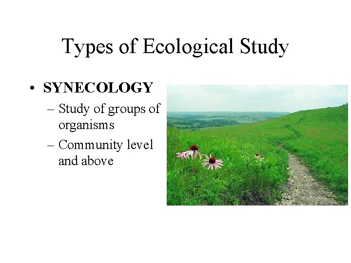 Types of Ecological Study • SYNECOLOGY – Study of groups of organisms – Community