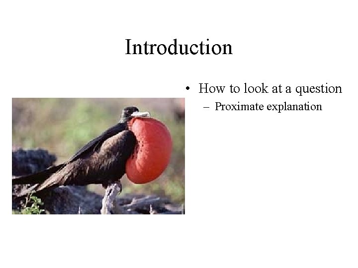 Introduction • How to look at a question – Proximate explanation 
